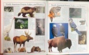 [USED]The Big Book Of Animals