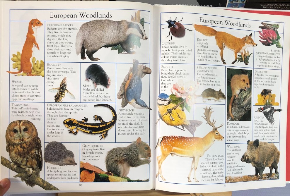 [USED]The Big Book Of Animals