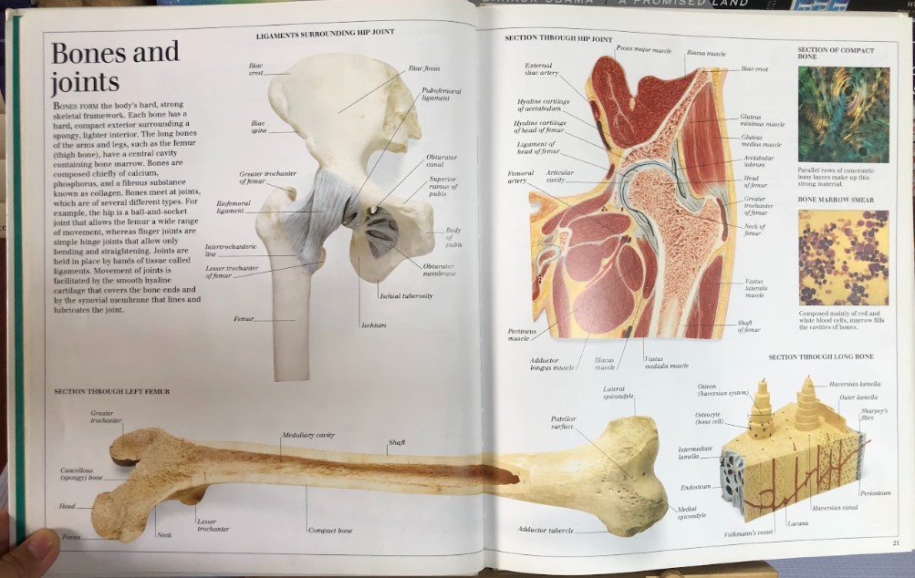 [USED]The Visual Dictionary of the Human Body