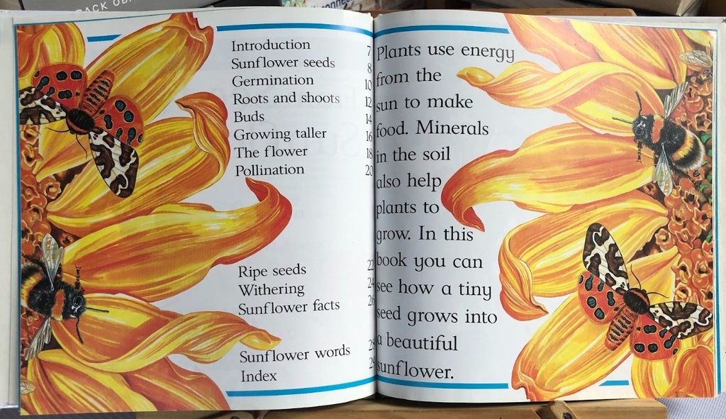 [USED]Lifecycles: From Seed To Sunflower