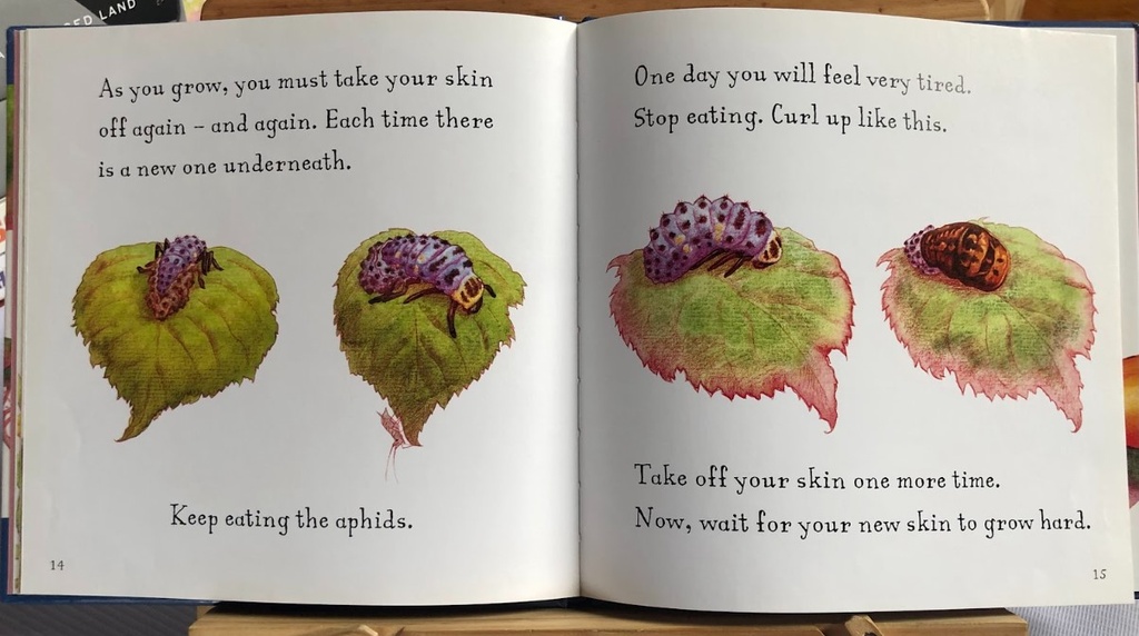 [USED]Are you a Ladybird? (Judy Allen and Tudor Humphries)