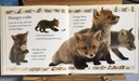 [USED]Fox: See How They Grow