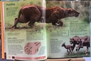 [USED]Usborne Discovery: Big Cats