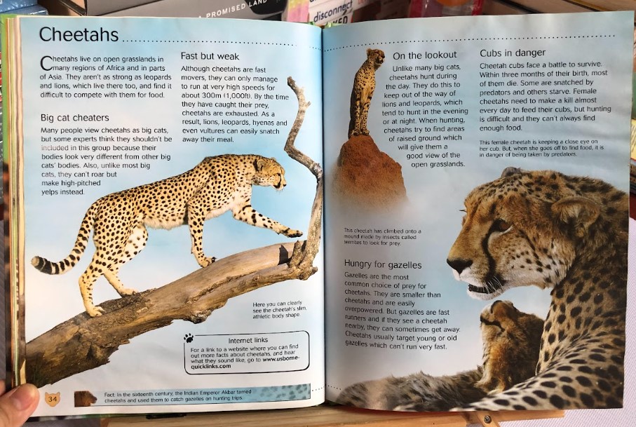 [USED]Usborne Discovery: Big Cats