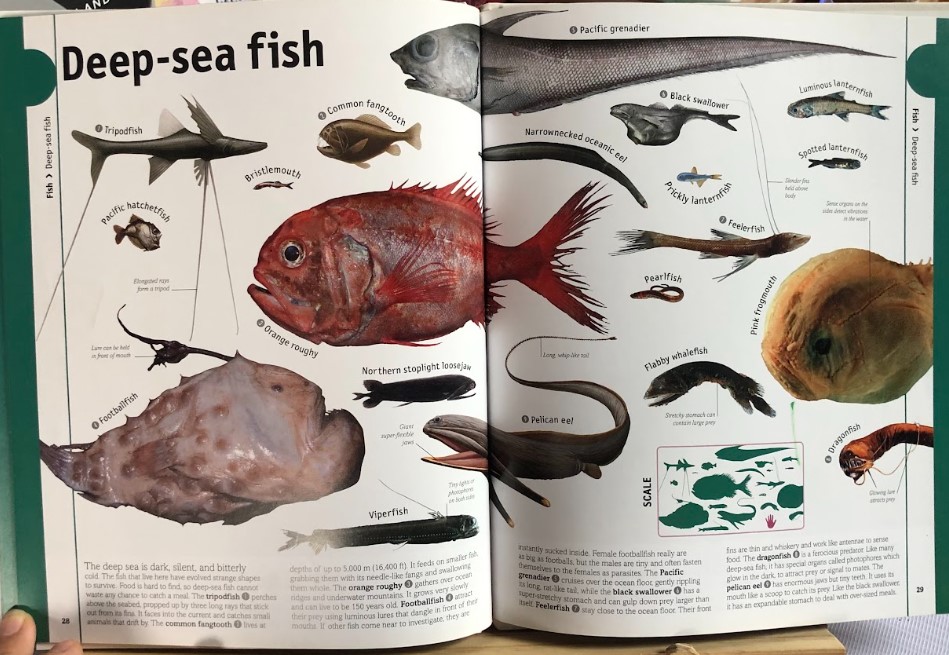 [USED]Fish: Eels To Sharks