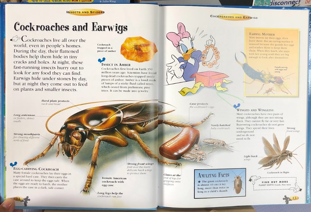 [USED]The Wonderful World of Knowledge: Insects And Spiders