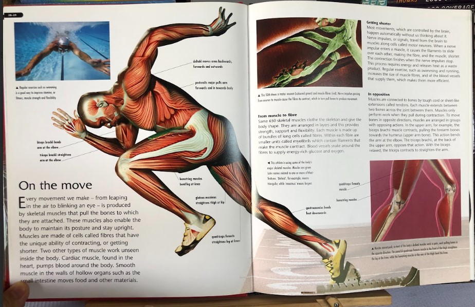 [USED]Kingfisher Knowledge: Human Body