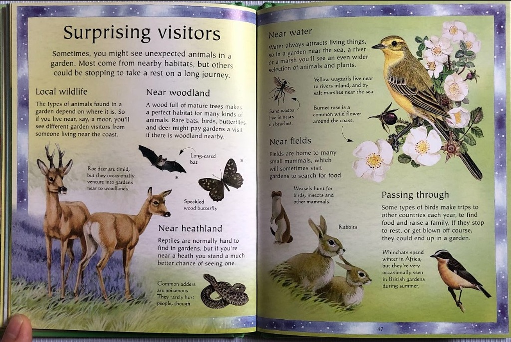 [USED]The Usborne Little Book Of Garden Wildlife