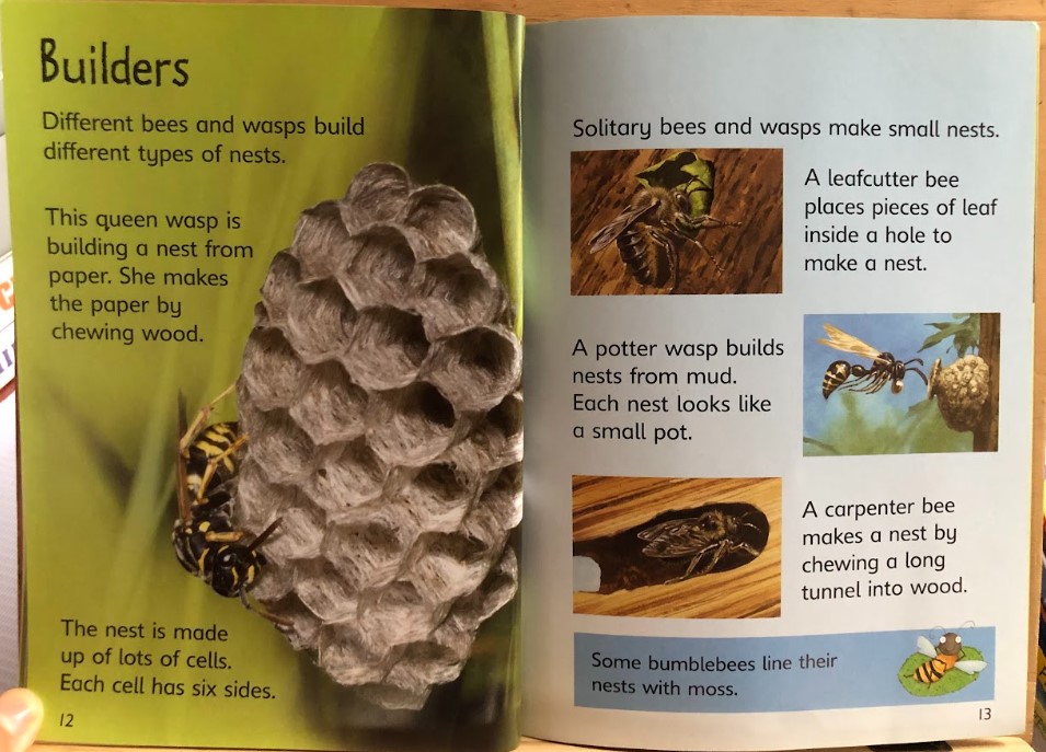 [USED]Usbrone Beginners: Bees and Wasps