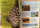 [USED]Usbrone Beginners: Bees and Wasps