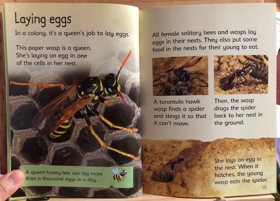 [USED]Usbrone Beginners: Bees and Wasps