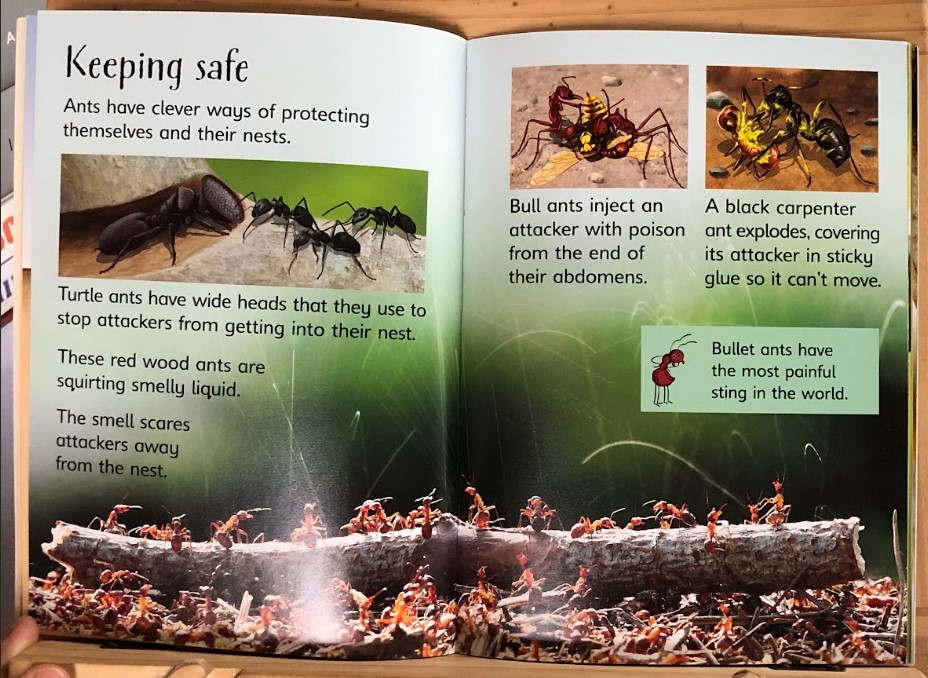 [USED]Usbrone Beginners: Ants