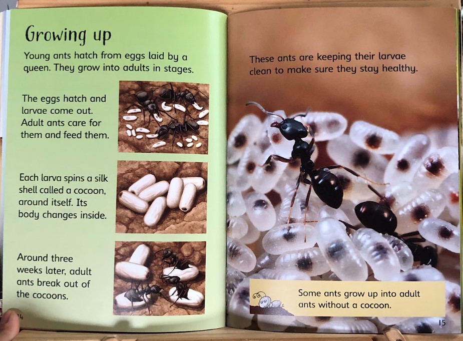 [USED]Usbrone Beginners: Ants