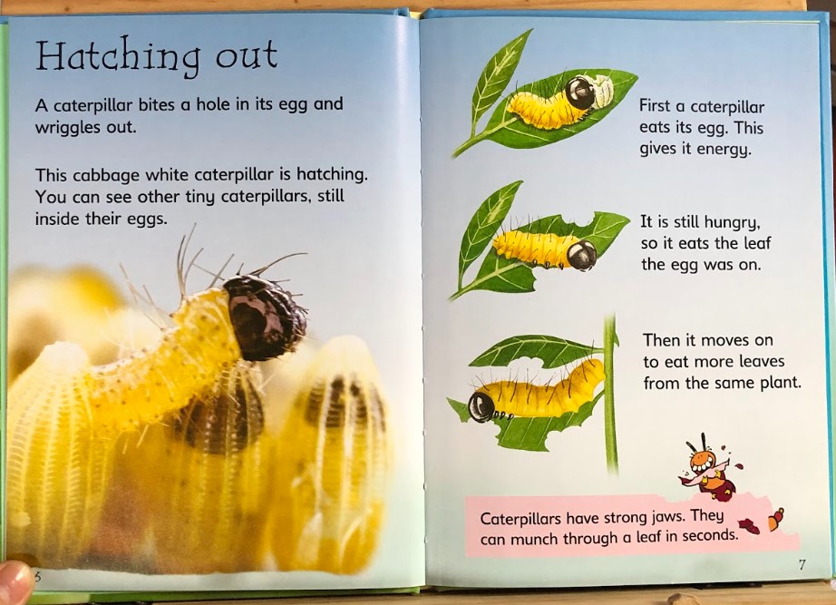 [USED]Usbrone Beginners: Caterpillars and Butterflies