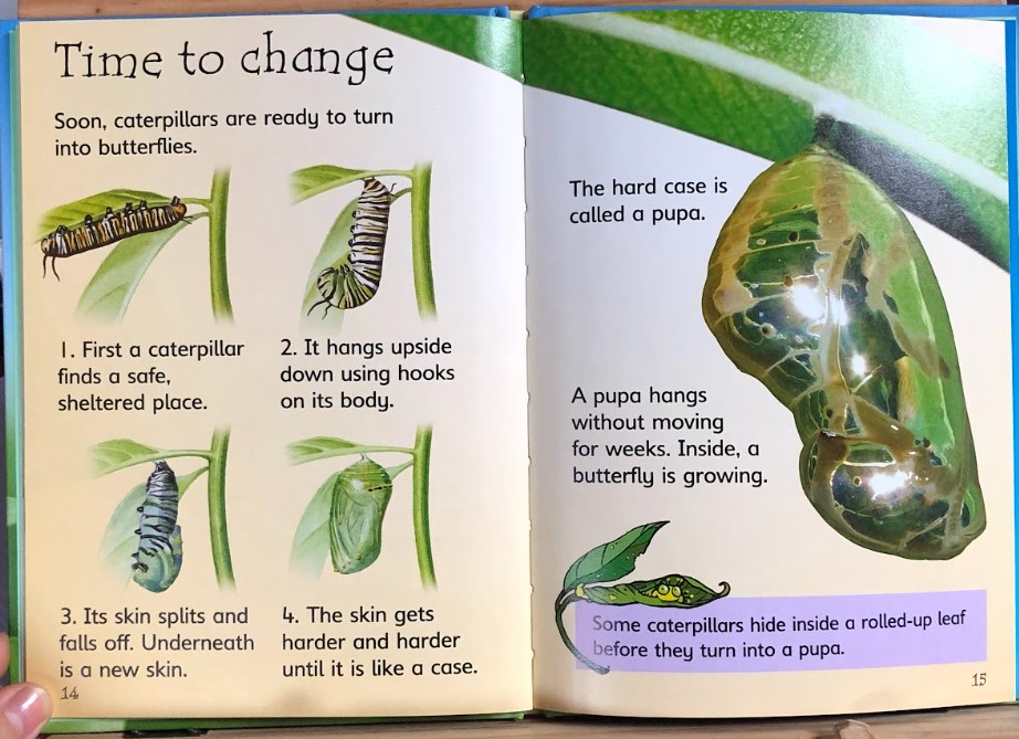 [USED]Usbrone Beginners: Caterpillars and Butterflies