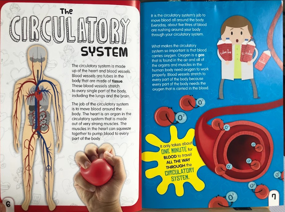 [USED]Happy Heart: And The Circulatory System