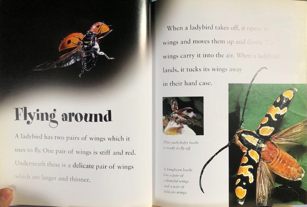 [USED]Looking at Minibeasts: Ladybirds and Beetles