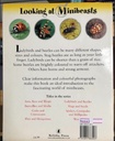 [USED]Looking at Minibeasts: Ladybirds and Beetles