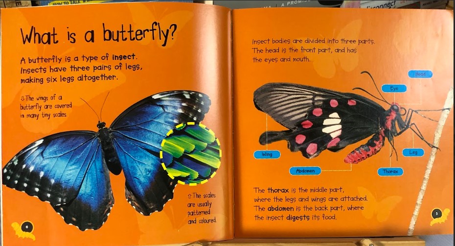 [USED]Life Cycles: Caterpillar to Butterfly