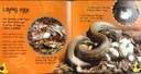 [USED]Life Cycles: Snakelet to Snake