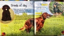 [USED]Life Cycles: Puppy to Dog