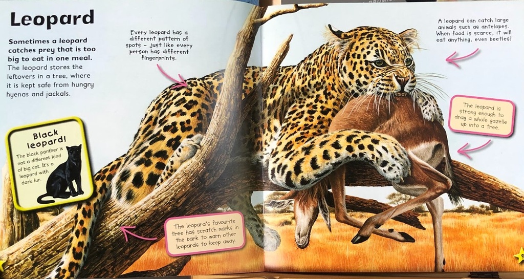 [USED]I Love Big Cats