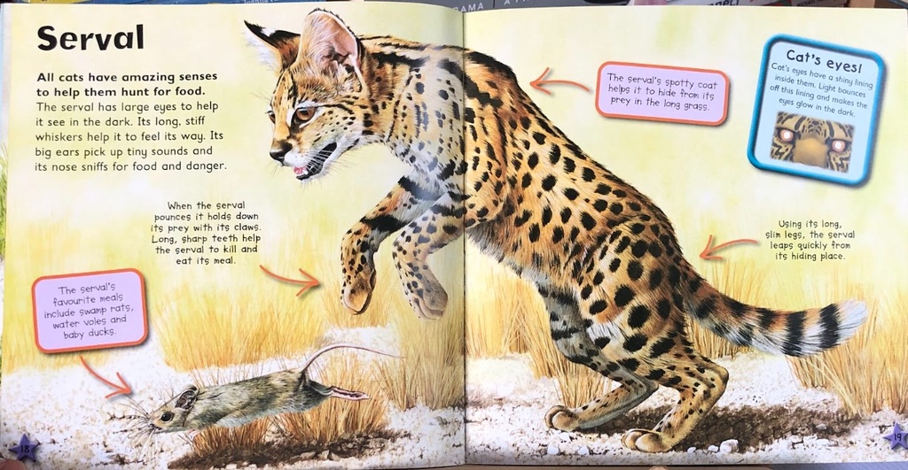 [USED]I Love Big Cats