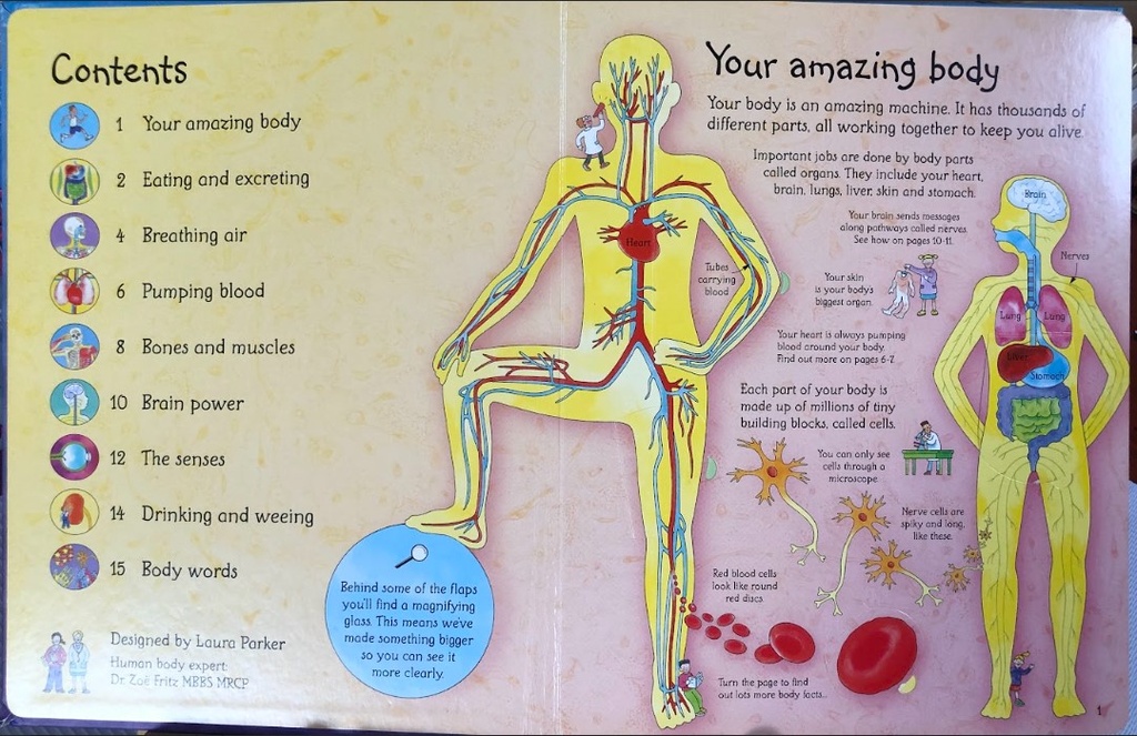 [USED]See Inside Your Body (with Lift-the Flaps)