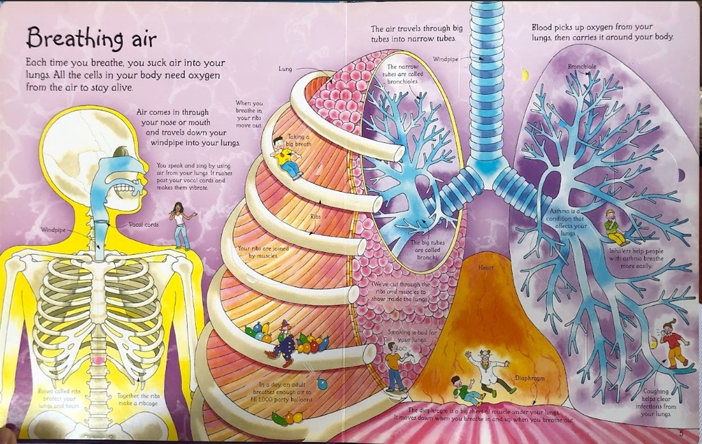 [USED]See Inside Your Body (with Lift-the Flaps)