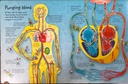 [USED]See Inside Your Body (with Lift-the Flaps)