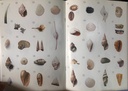 [USED]Usbrone Spotter's Sticker Books: Shells