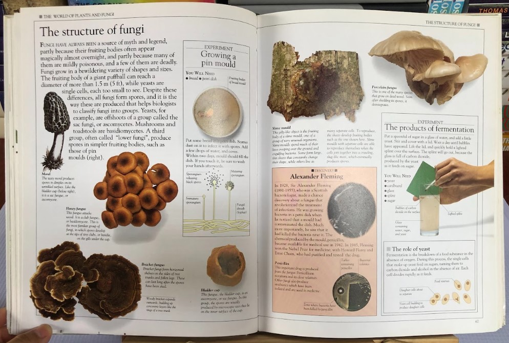 [USED]How Nature Works (Eyewitness Science Guide)