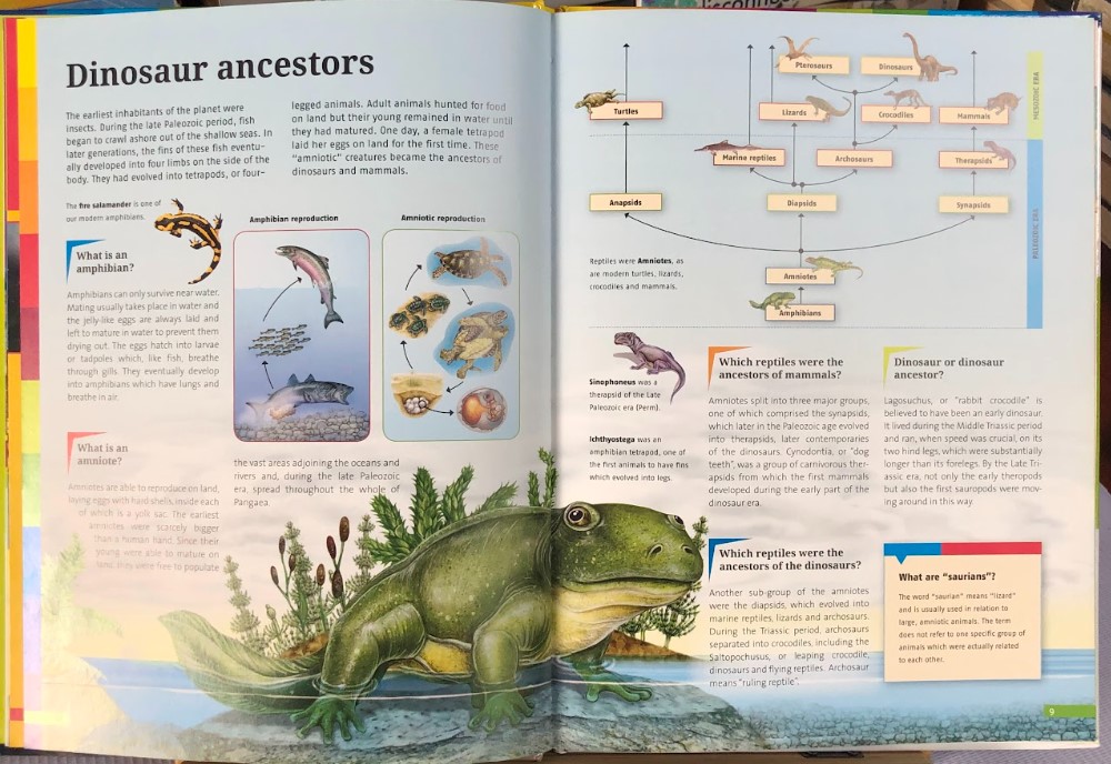 [USED]Fascinating Facts: Dinosaurs